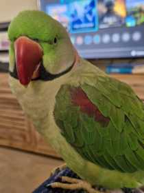 Lost Alexandrine