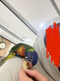 Lost Lory / Lorikeet