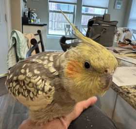 Lost Cockatiel