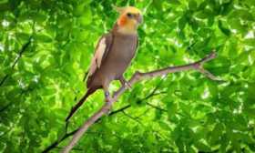 Lost Cockatiel
