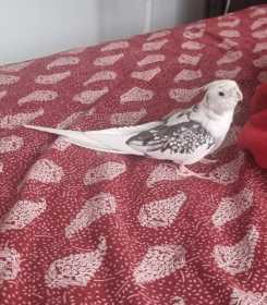 Lost Cockatiel