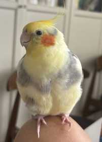 Lost Cockatiel