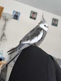 Lost Cockatiel