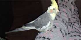 Lost Cockatiel