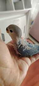 Lost Lovebird