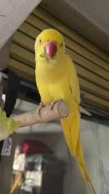 Lost Indian Ringneck Parakeet