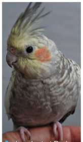 Lost Cockatiel
