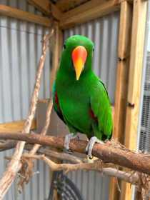 Lost Eclectus