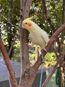 Lost Cockatiel