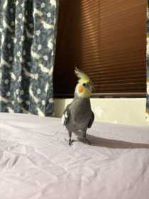 Lost Cockatiel