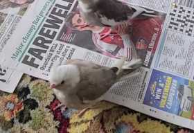 Lost Cockatiel