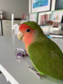 Lost Lovebird