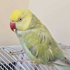 Lost Indian Ringneck Parakeet