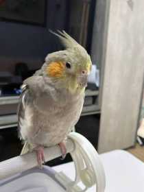 Lost Cockatiel