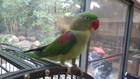 Lost Alexandrine