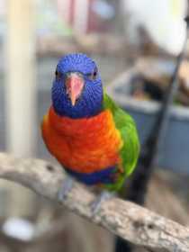 Lost Lory / Lorikeet