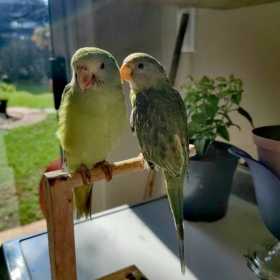 Lost Plum-Headed Parakeet