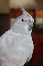 Lost Cockatiel