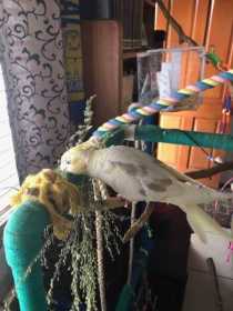 Lost Cockatiel