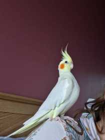 Lost Cockatiel