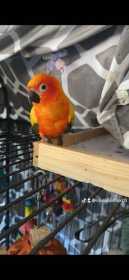 Lost Conure