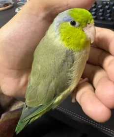 Lost Parrotlet