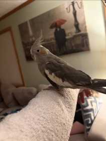Lost Cockatiel