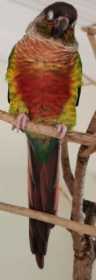 Lost Conure