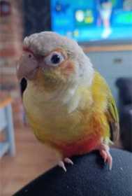Lost Conure