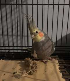 Lost Cockatiel