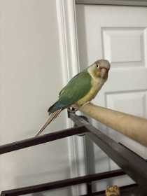 Lost Conure
