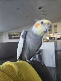 Lost Cockatiel