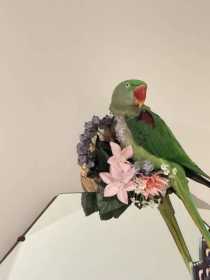 Lost Alexandrine