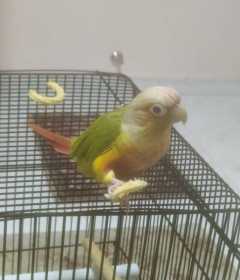 Lost Conure