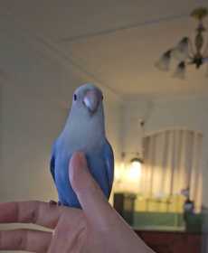 Lost Lovebird