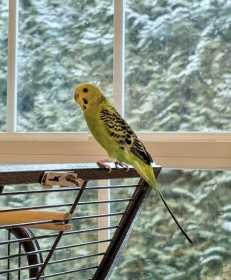 Lost Parakeet