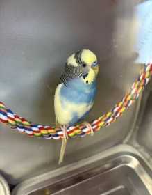 Lost Budgerigar