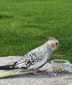 Lost Cockatiel