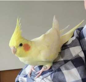 Lost Cockatiel