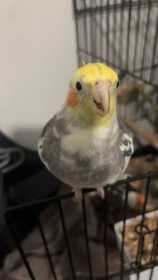 Lost Cockatiel