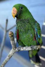 Lost Eclectus