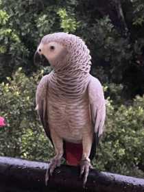 Lost African Grey