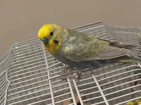 Lost Budgerigar
