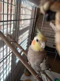 Lost Cockatiel