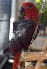 Lost Eclectus