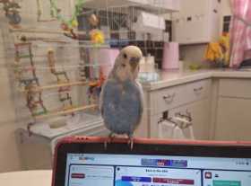 Lost Budgerigar
