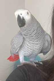 Lost African Grey