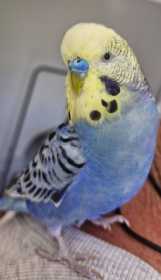 Lost Budgerigar