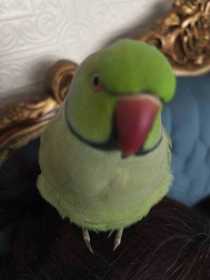 Lost Indian Ringneck Parakeet