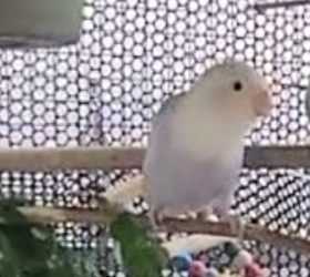 Lost Lovebird